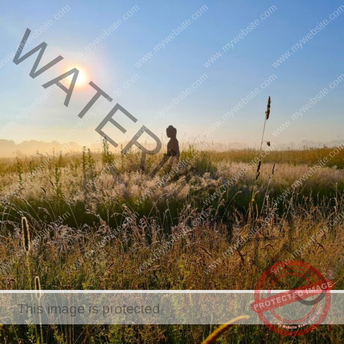 A Buddha statue in a sunlit, misty field of tall grass and wildflowers under a clear blue sky, with the sun rising in the background.