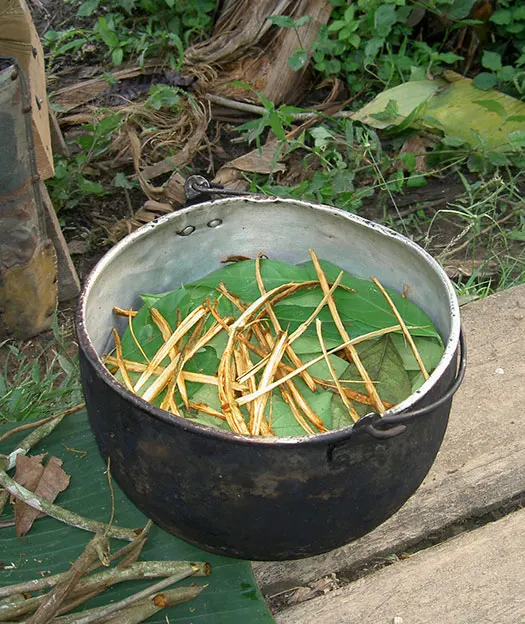 Ayahuasca brewing process in the jungle