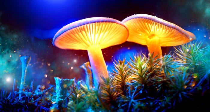 Glowing and magical mushrooms in mystical forest