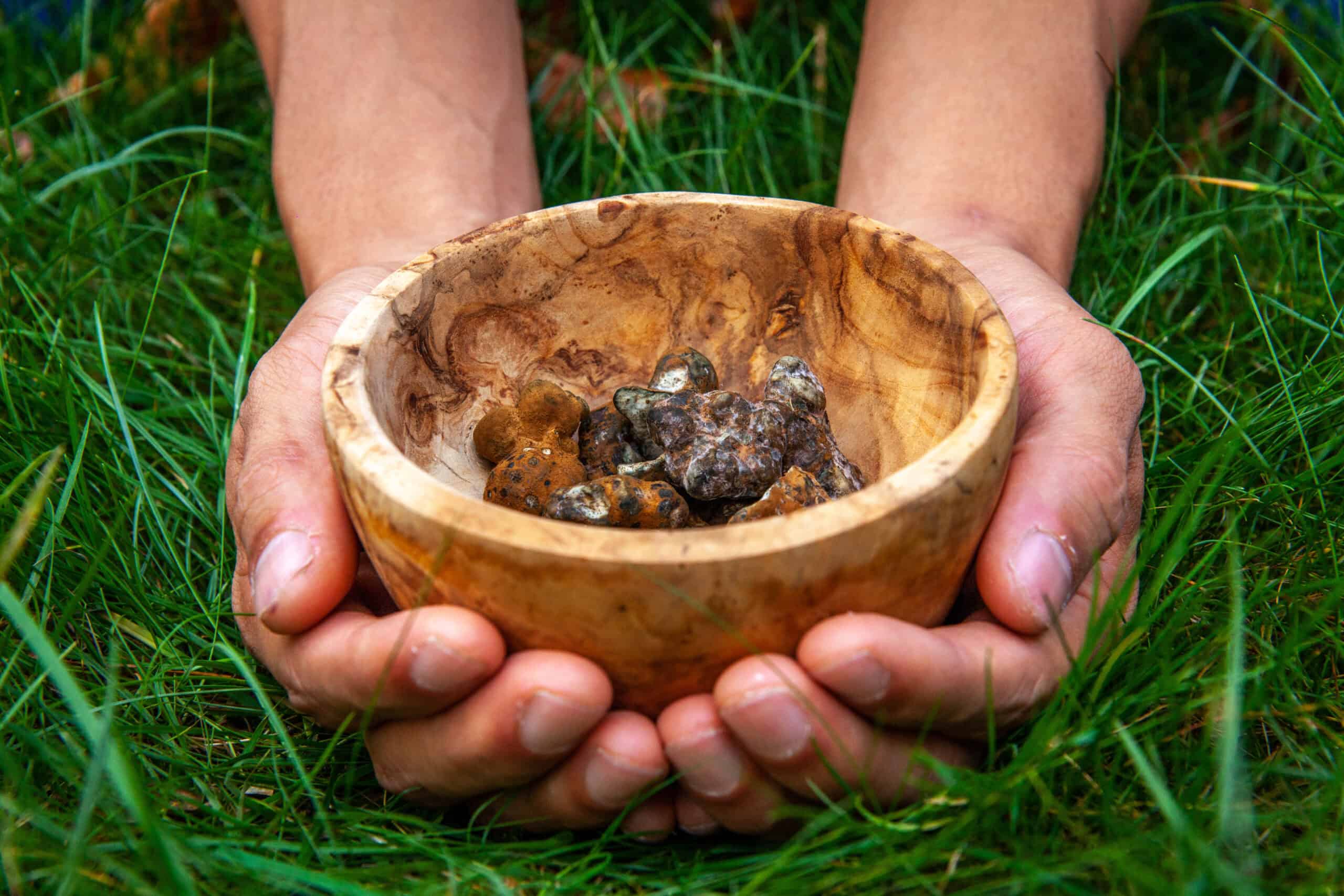 Psilocybe atlantis Magic Truffles in a wooden bowl and placed in two hands on green gras