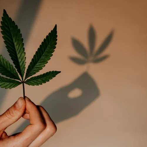 Hand holding cannabis leave, shadow on the wall