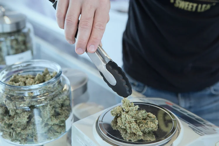 Person putting cannabis on scale