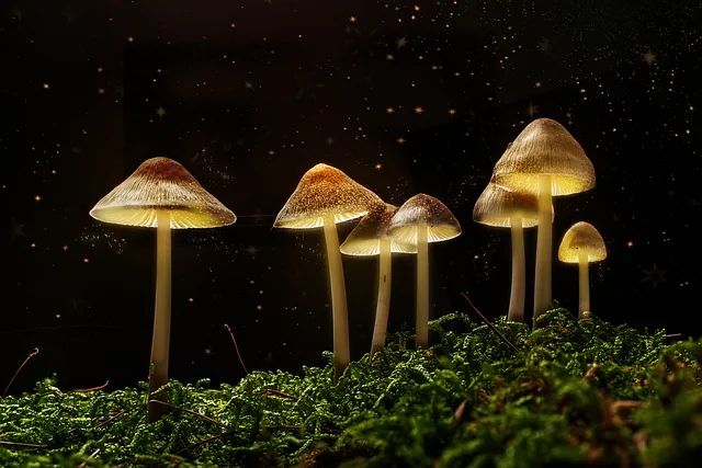 Golden magic mushrooms on moss, black background
