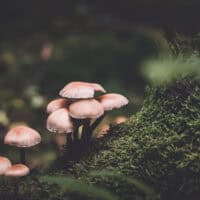 Full grown mushrooms in forest, green moss around them