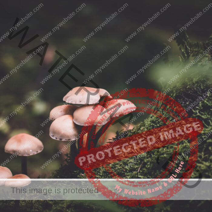 Full grown mushrooms in forest, green moss around them