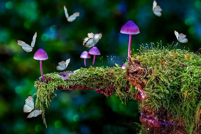 Purple magic mushrooms in forest with many white butterflies