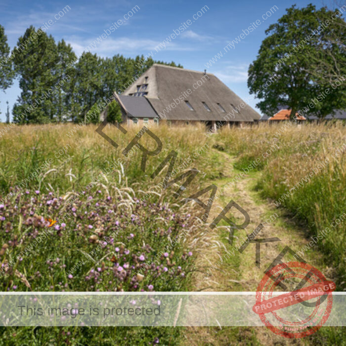 Dutch house with wild grass in foreground