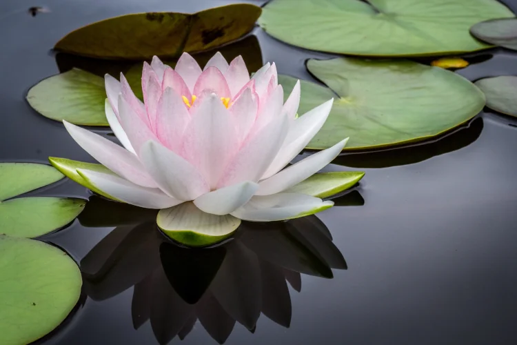Rose and white lotus flower in pond