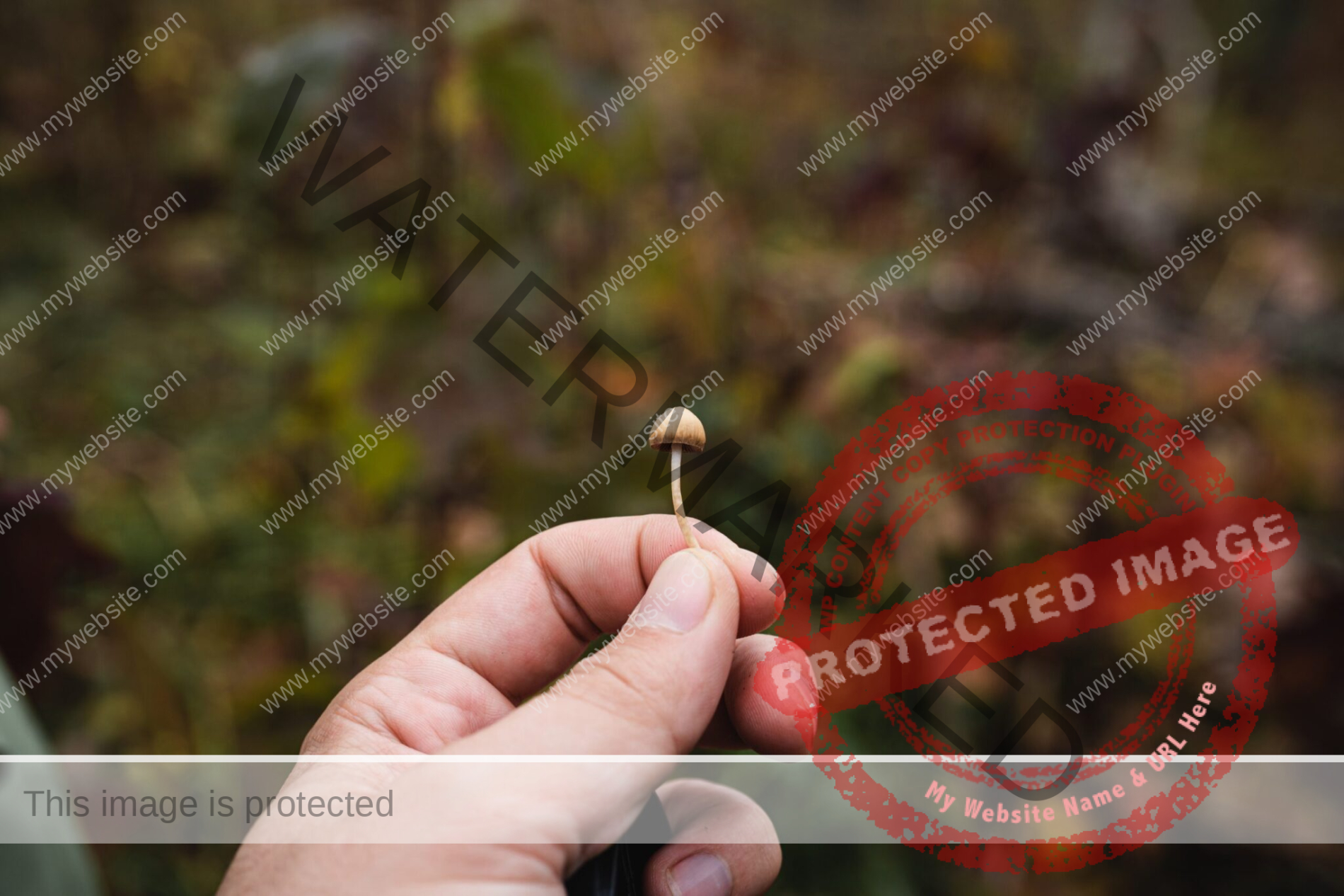 Left human hand holds a tiny mushroom between two fingers