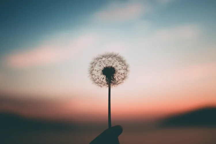 Dandelion in front of a sunset, sky is red and blue