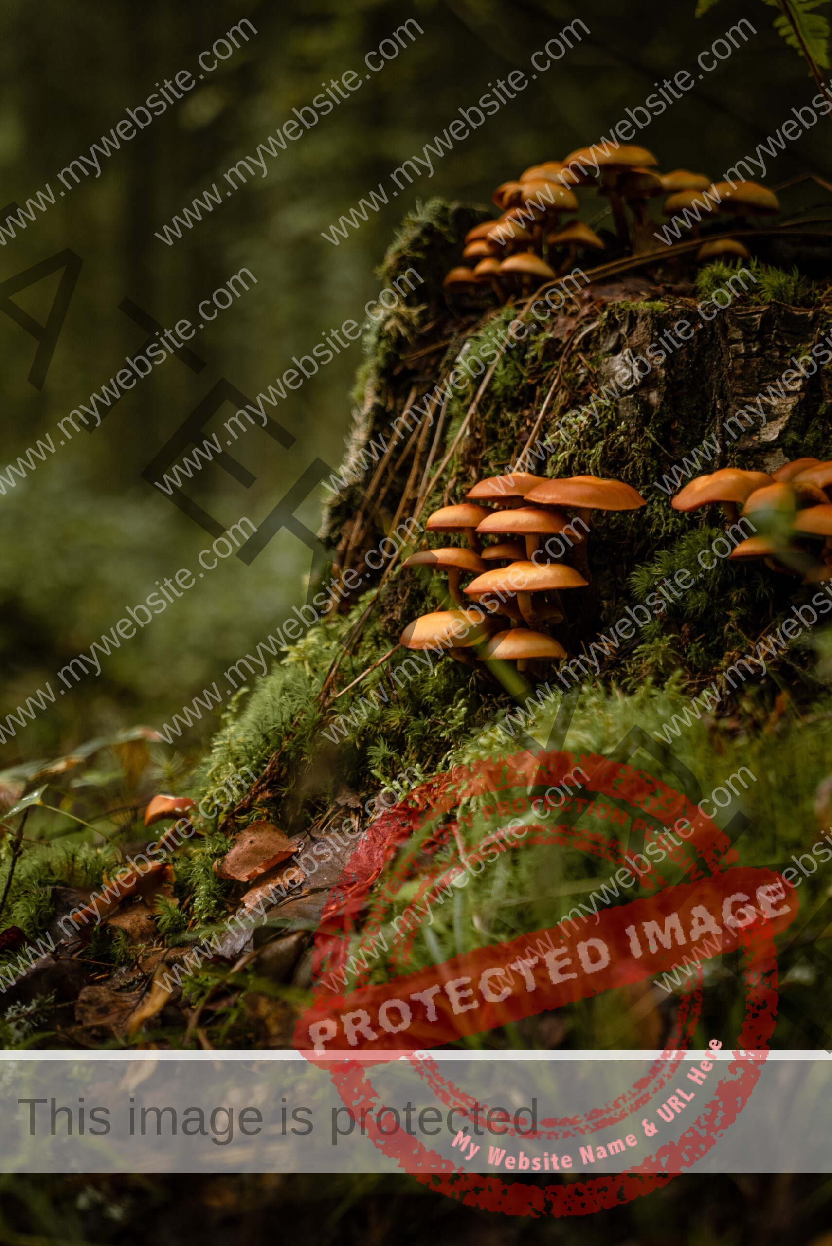 mushrooms growing from a mossy tree stump