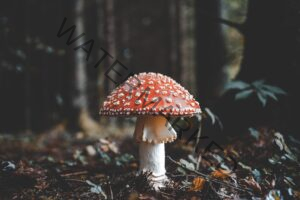 a red and white mushroom in a forest