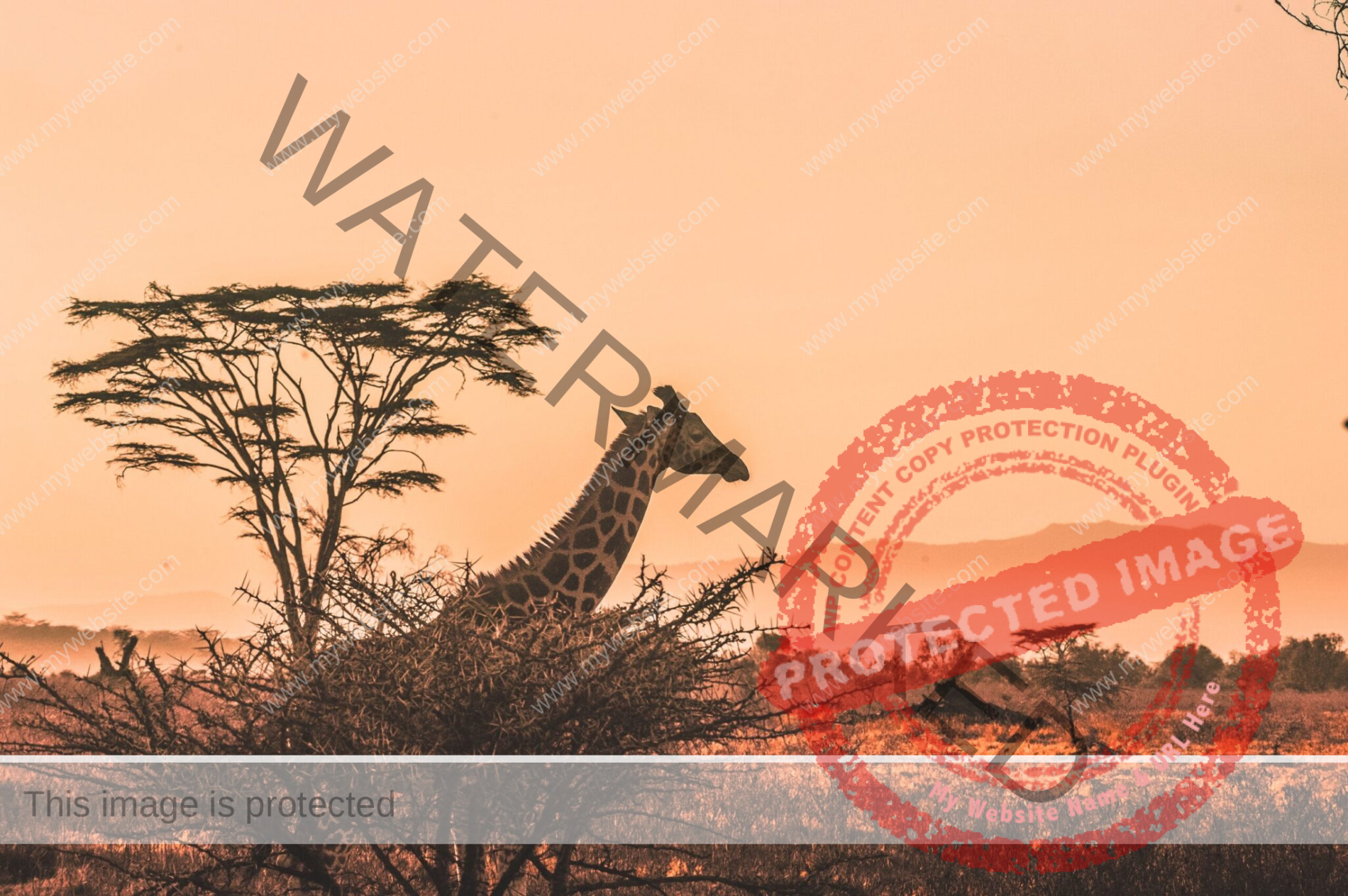 sunset on the serengeti with giraffe
