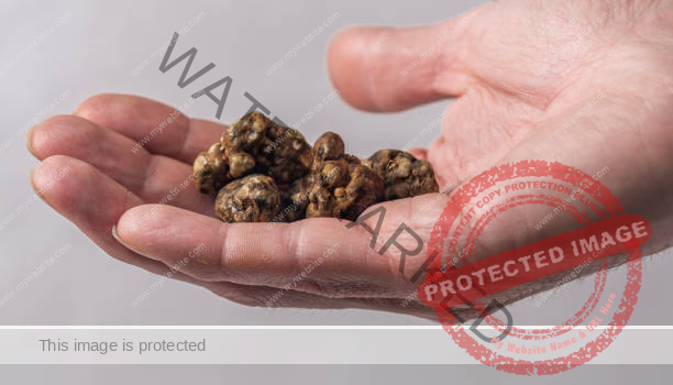 hand holding psilocybe atlantis truffles