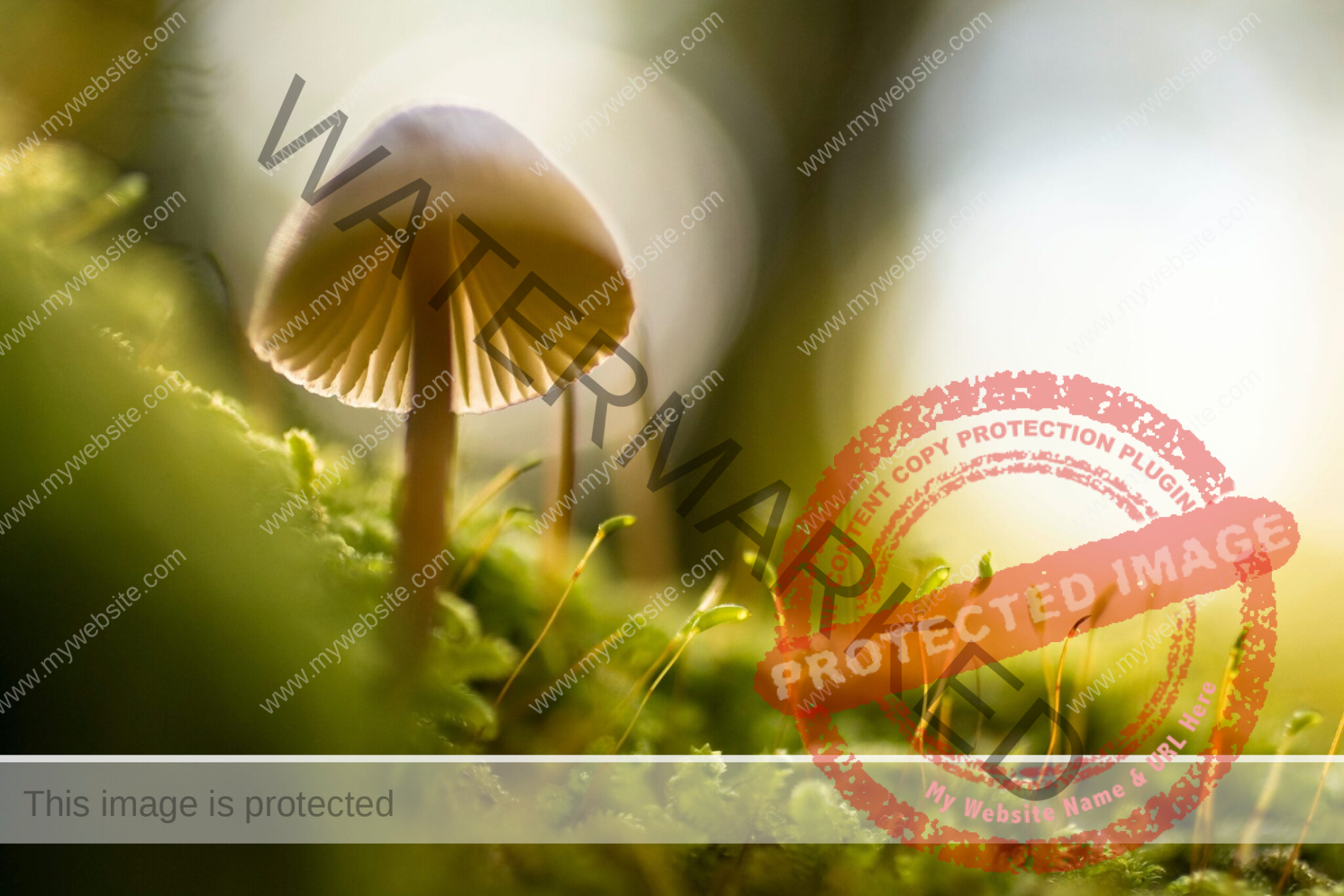 mushroom on moss