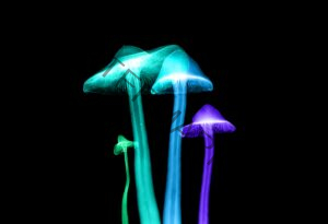 neon coloured mushrooms against a black background