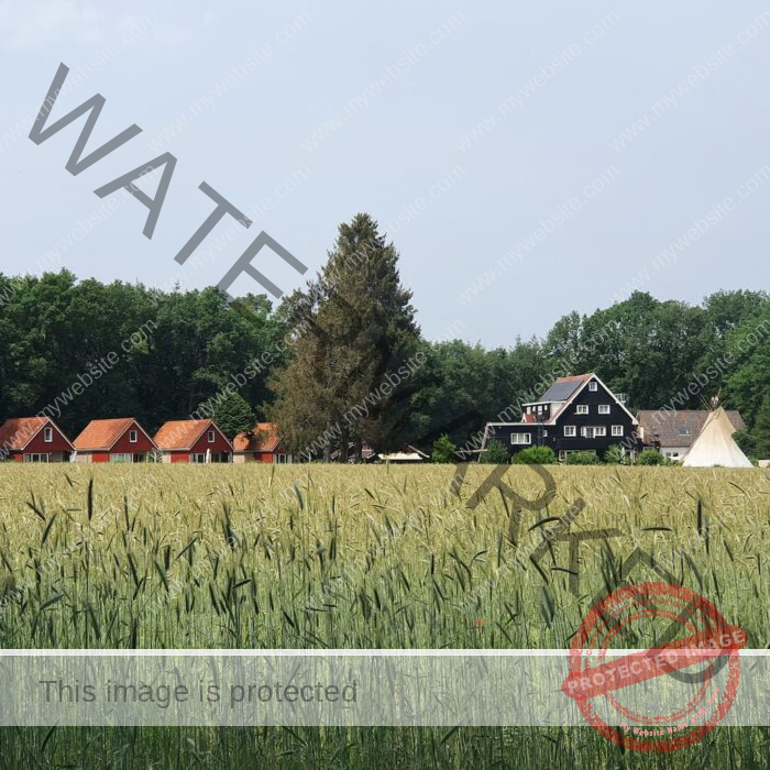 A field of nearly ripened barley with the main retreat center building in the background as well as a row of re-roofed cottages and a teepee, bordered by a forest.