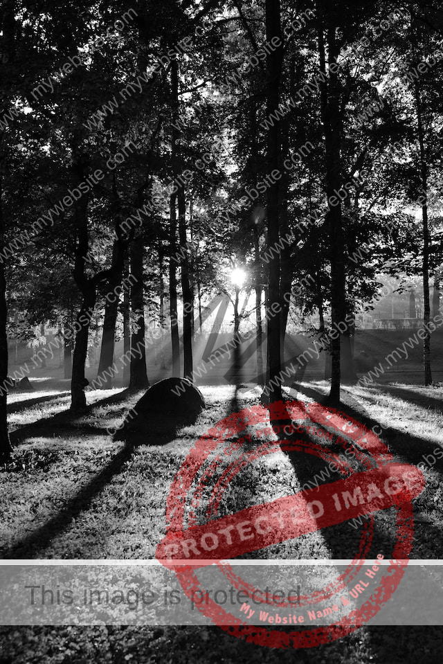 Schwarz weiß Bild eines Waldstücks mit eindringenden Sonnenstrahlen und Schatten der Bäume