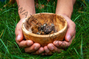 Hands holding a bowl full of psilocybin truffles with grass around it