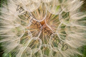 dandelion close up revealing geometric patters