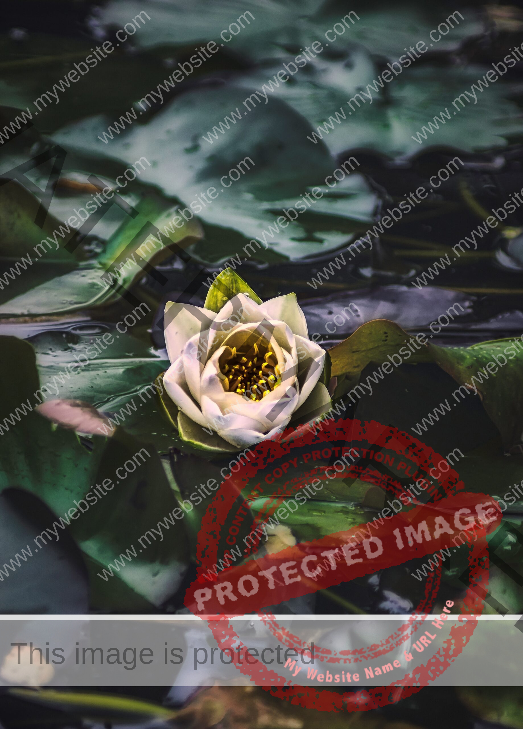 a lotus flower in an abstract pond