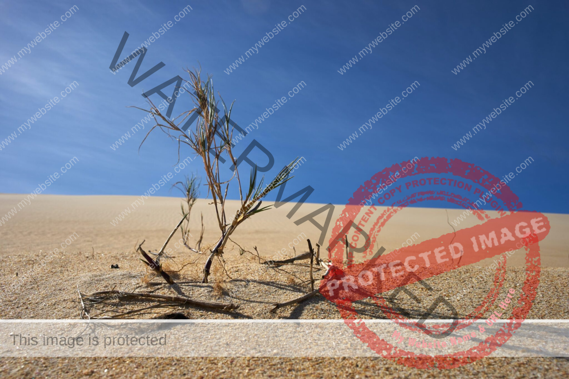 Desert with dry branches and plants