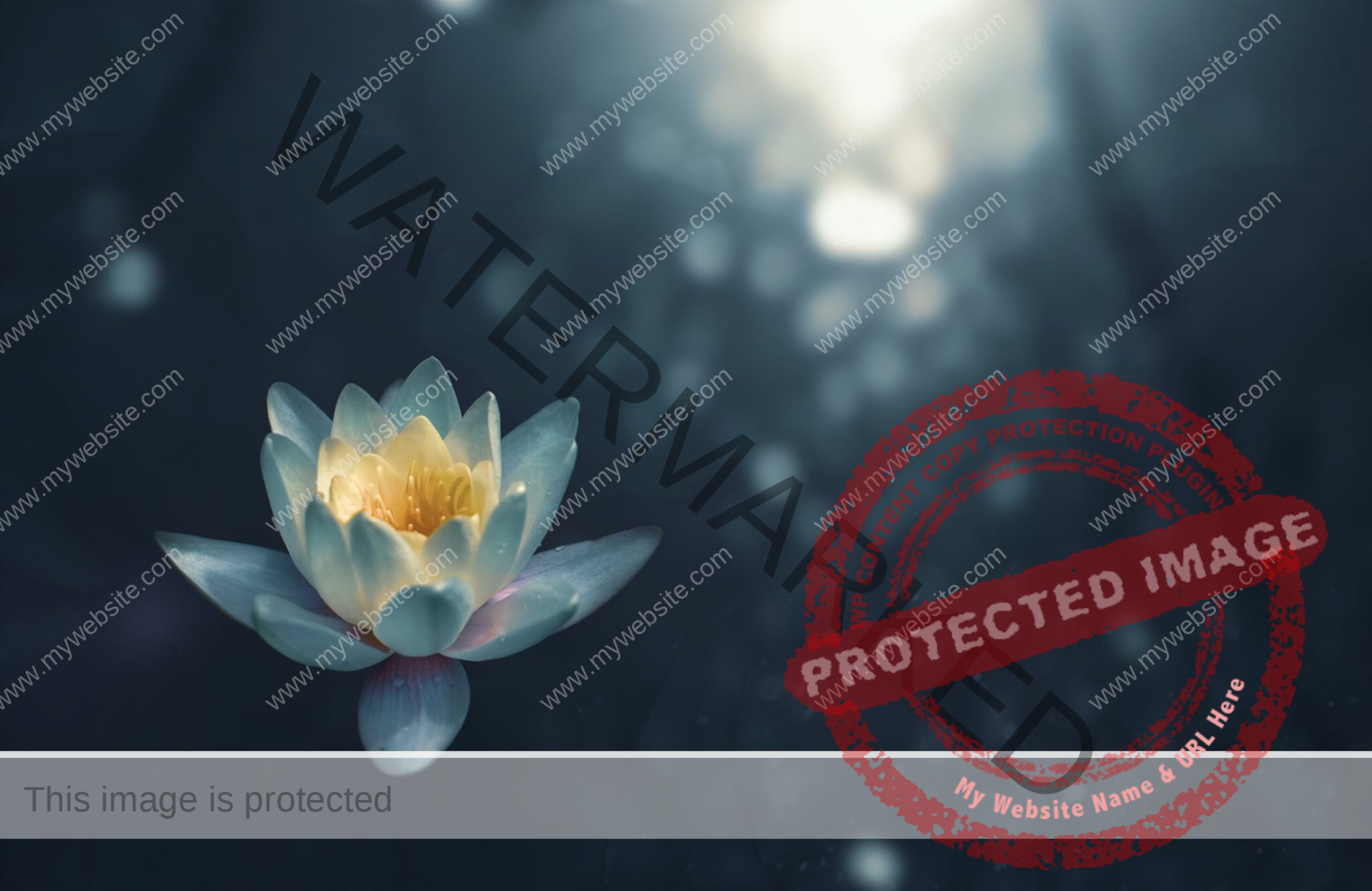 lotus flower floating with a black background and blurred light source