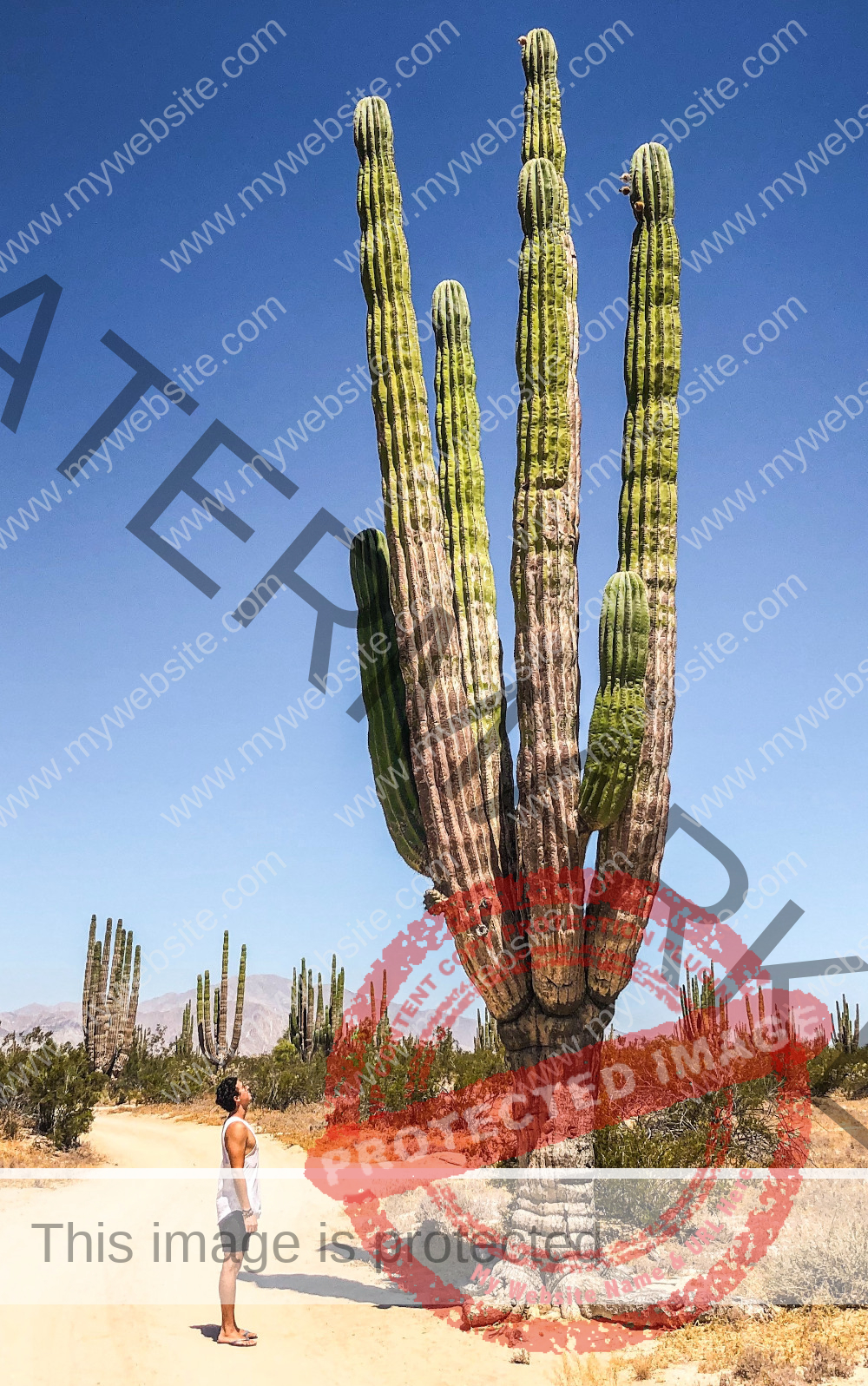 Ausgewachsener San Pedro Kaktus, ca. 10 Meter hoch