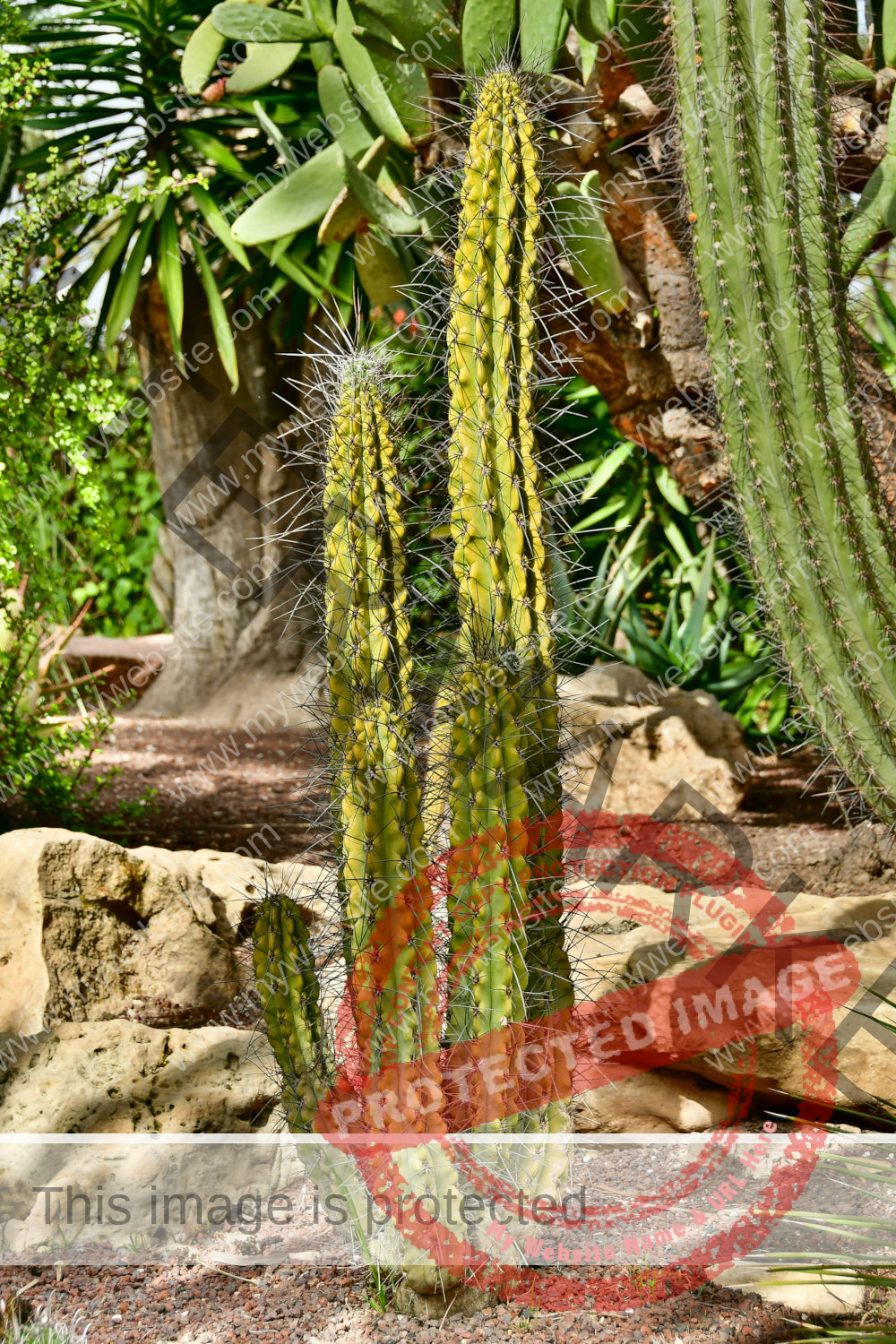 San Pedro Kaktus in nature on sunny day