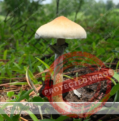 Nearly full grown psilocybe cubensis in nature
