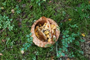 a basket of harvested mushroom sitting on the grass