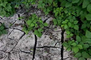 cracked mud ground with fresh green leafy plants growing from the cracks