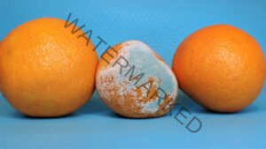 three oranges in a row against a blue background the middle orange is mouldy 