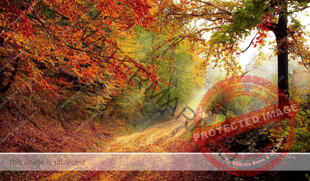 a beautiful forest path in autumn with red and green leaves