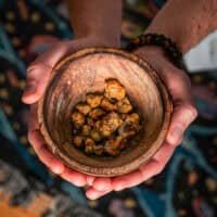 Two hands holding a wooden bowl with psilocybin truffles
