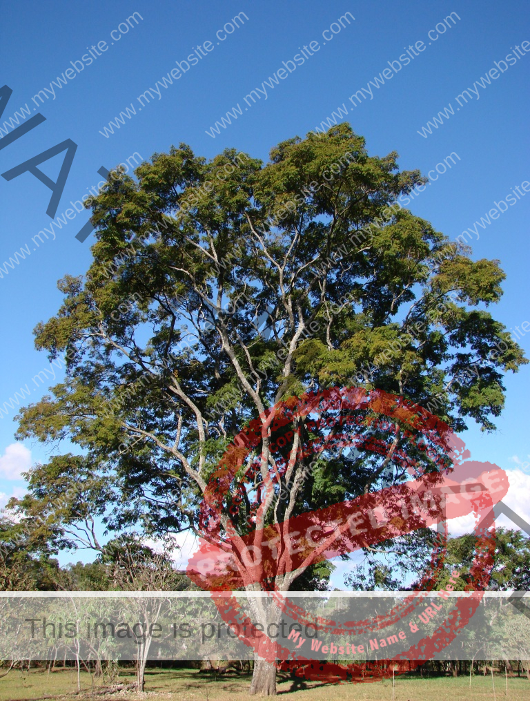 Ausgewachsener Anadenanthera Colubrina Baum in der Natur