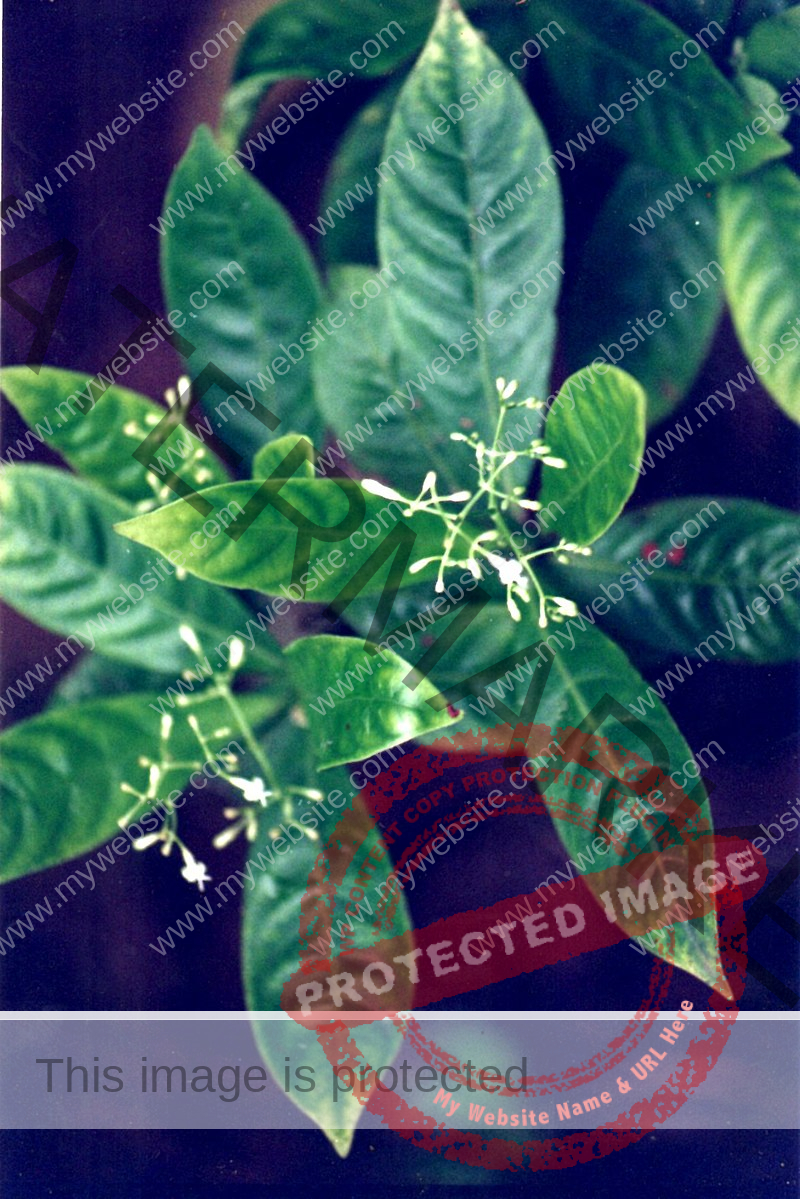 Chacruna Psychotria Viridis Pflanze
