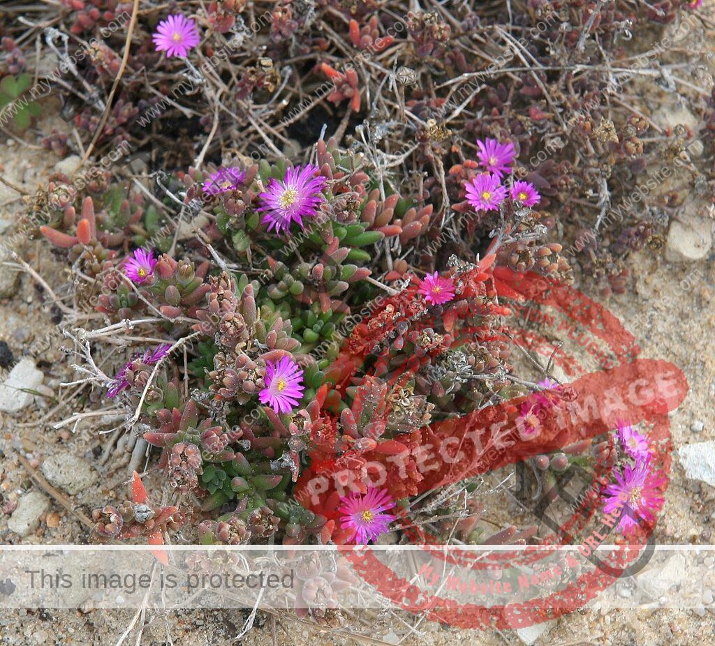 Delosperma spp. Pflanze mit violetten Blüten