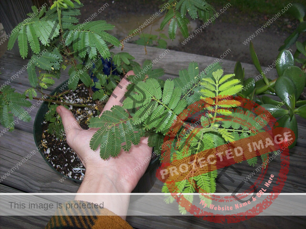 Mimosa Hostilis Pflanze, die von einer Hand gehalten wird