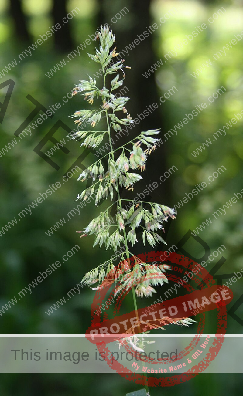 Phalaris spp. Pflanze im Wald