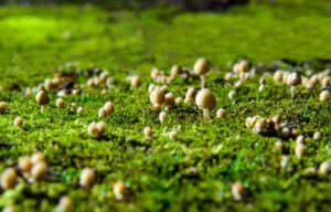 Mushrooms growing in moss