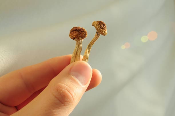 Psilocybin mushrooms in man's hand on grey background