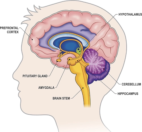 Illustration of the human brain with description