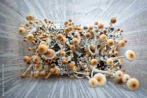 Psilocybin mushroom grow