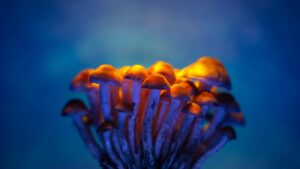 magic mushrooms growing