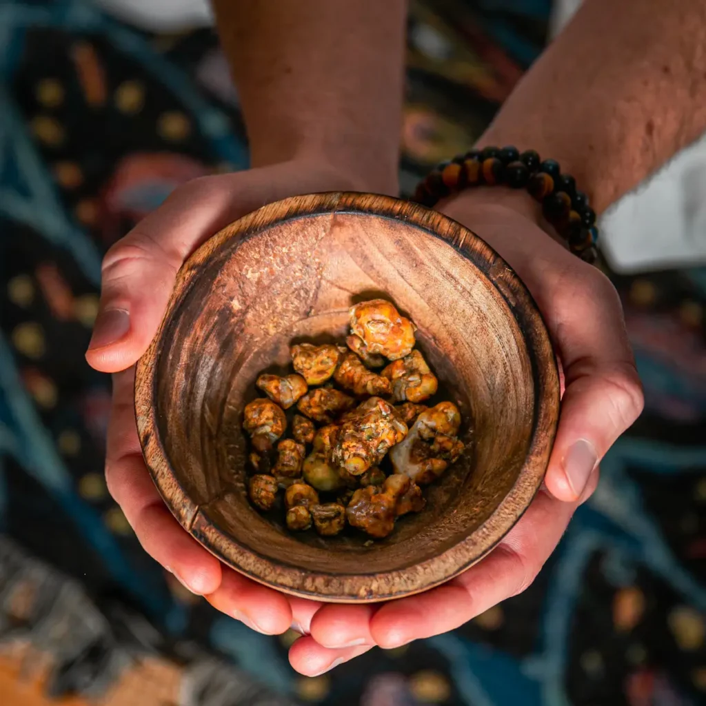 Psilocybin truffle mushrooms A person holds a wooden bowl filled with small, brownish, psilocybin truffle-like mushrooms. The person’s hands and part of a beaded bracelet are visible, with a patterned rug in the background.
