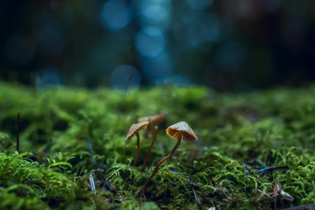 Two small Psilocybin mushrooms with thin stems grow on a lush, green mossy forest floor, set against a soft, blurred background of dark blue and green hues with circular bokeh light effects.