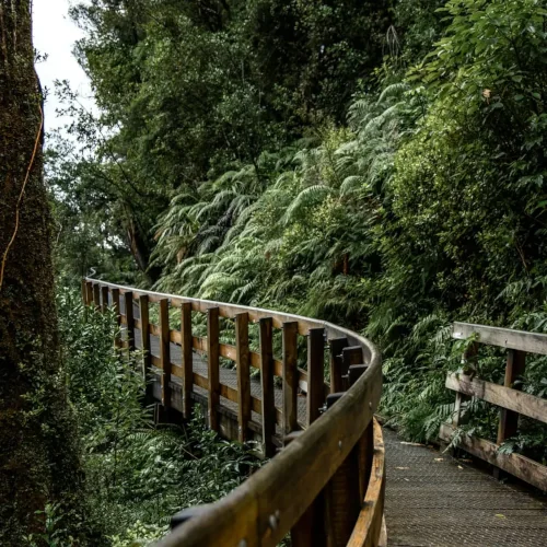 Wooden bridge in a lush and green jungle