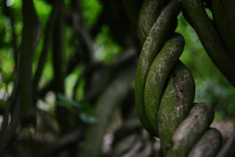 ayahuasca-vine-banisteriopsis-caapi-legal-dutch-brew Ayahuasca vine Banisteriopsis caapi used in the legal Dutch Ayahuasca brew